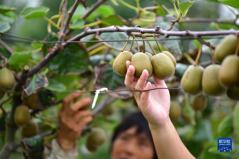威尼斯下载安装